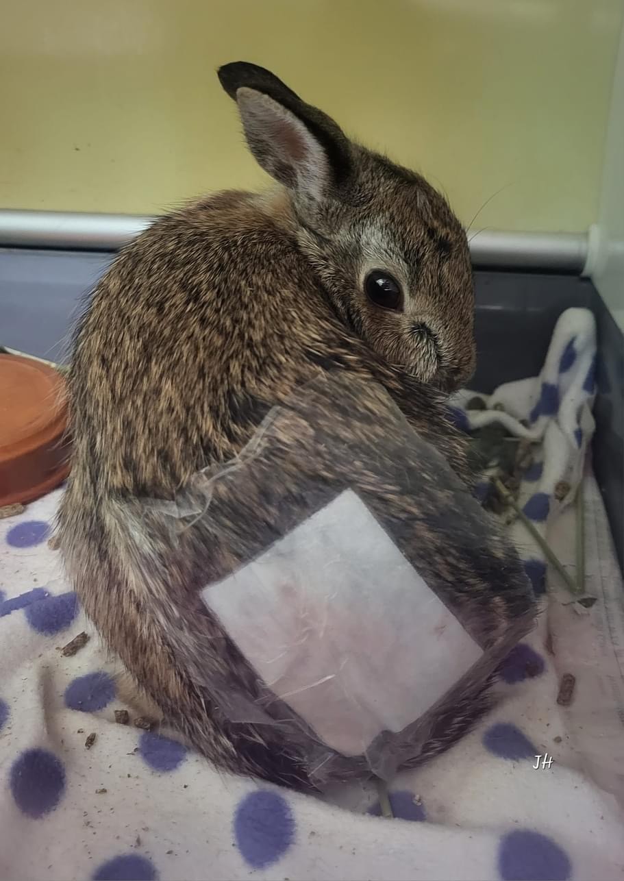 Rabbit with bandage