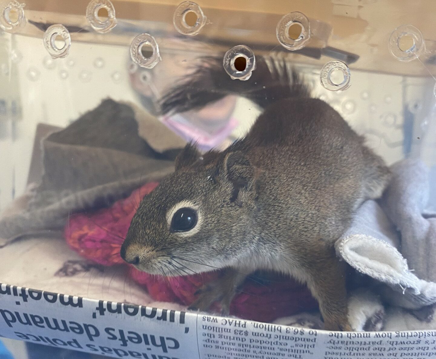 A squirrel stares alertly at the photographer from its clear enclosure