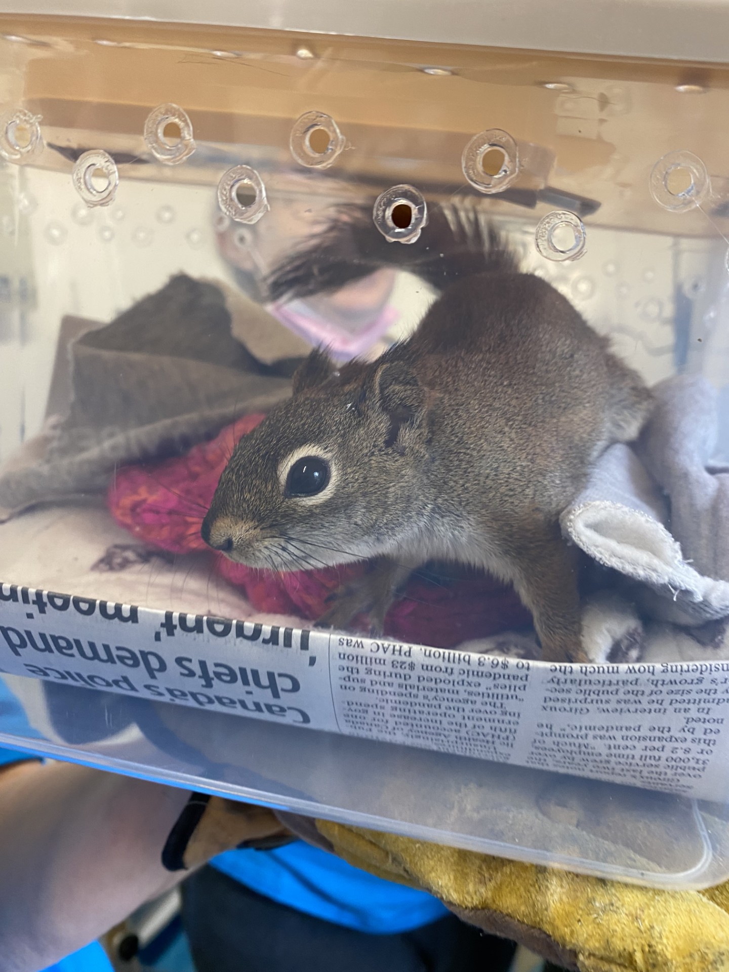 Squirrel in tank