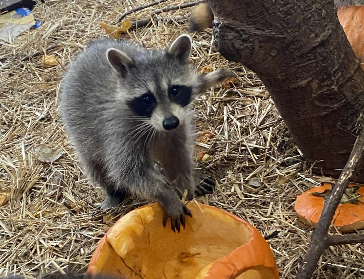 A raccoon looks at the camera, its front paws resting on a jack-o-lantern with its top off