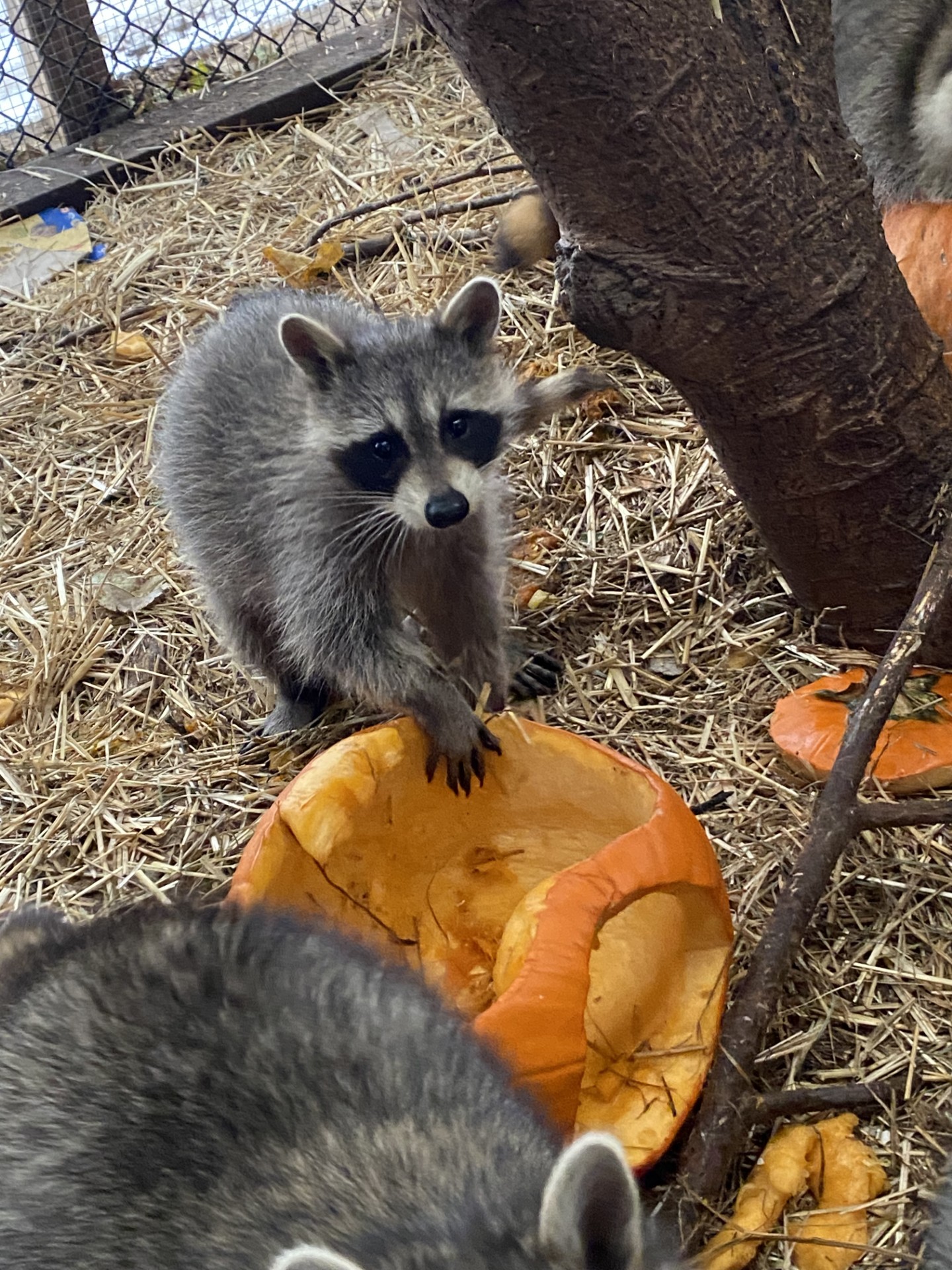 Raccoon enjoying pumpkin