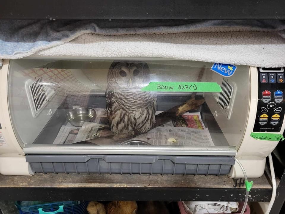 Owl in incubator