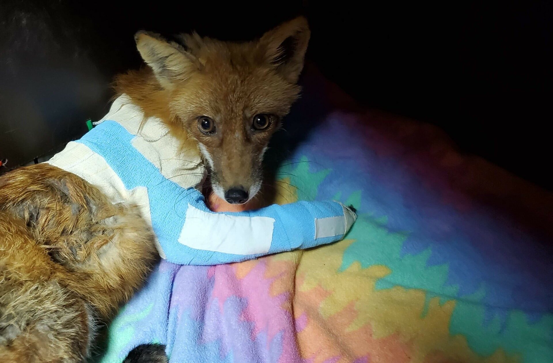 A young fox with a bandaged leg sits on a colourful blanket