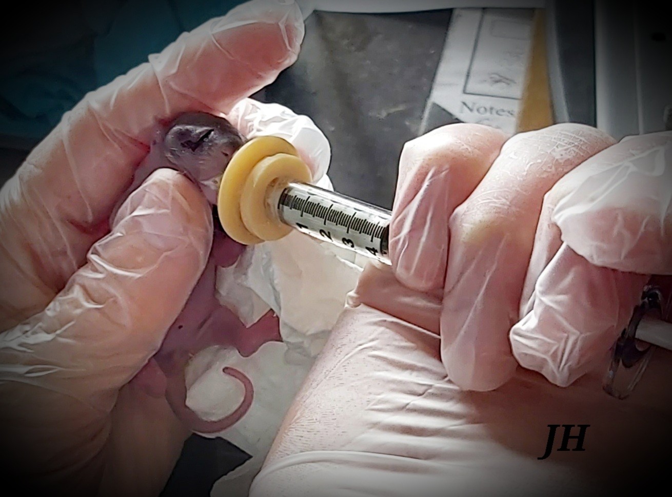 Syringe feeding neonate