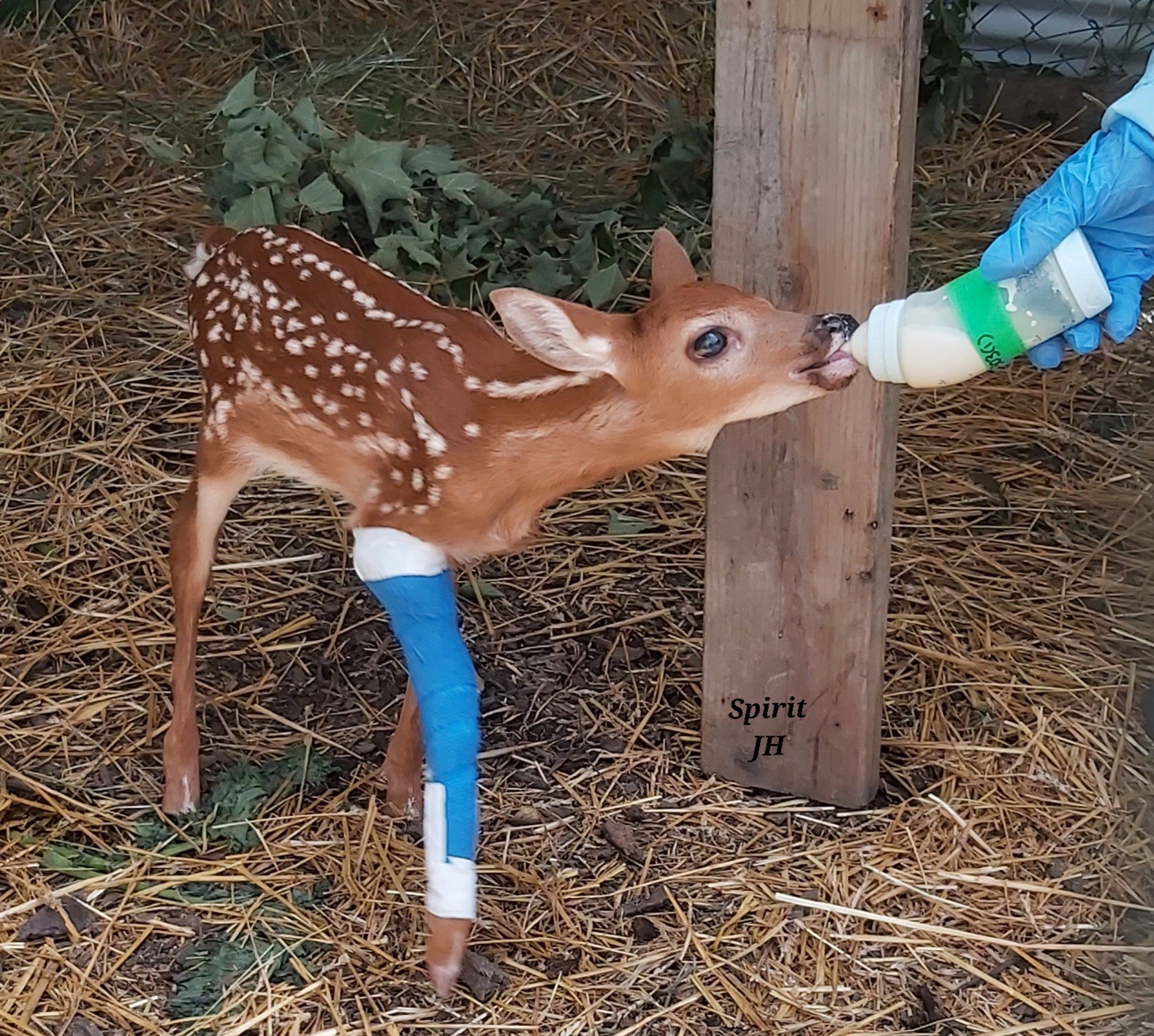 Bottle feeding deer