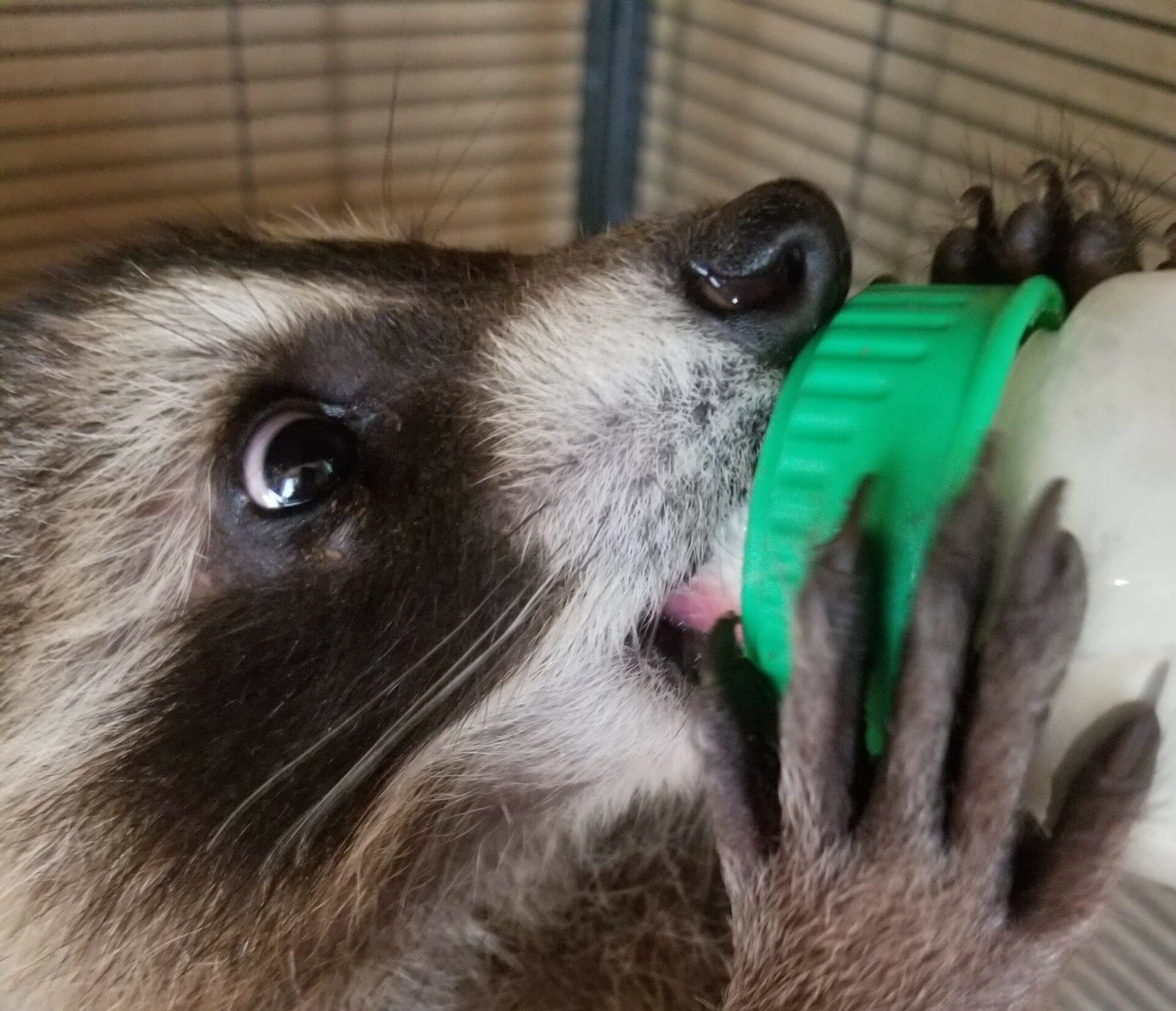 An eager raccoon is fed by bottle, paws wrapped around it