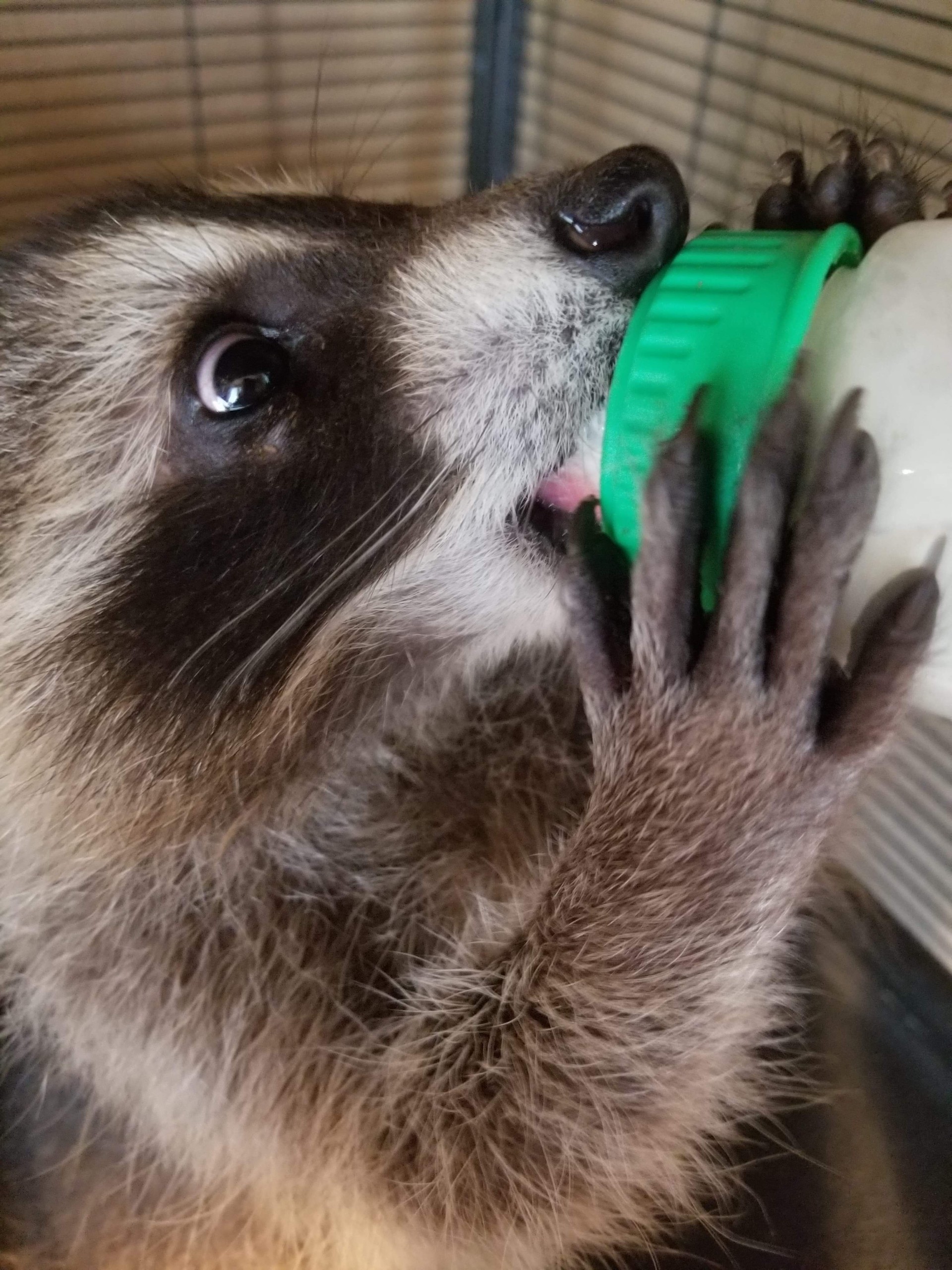 Bottle feeding raccoon