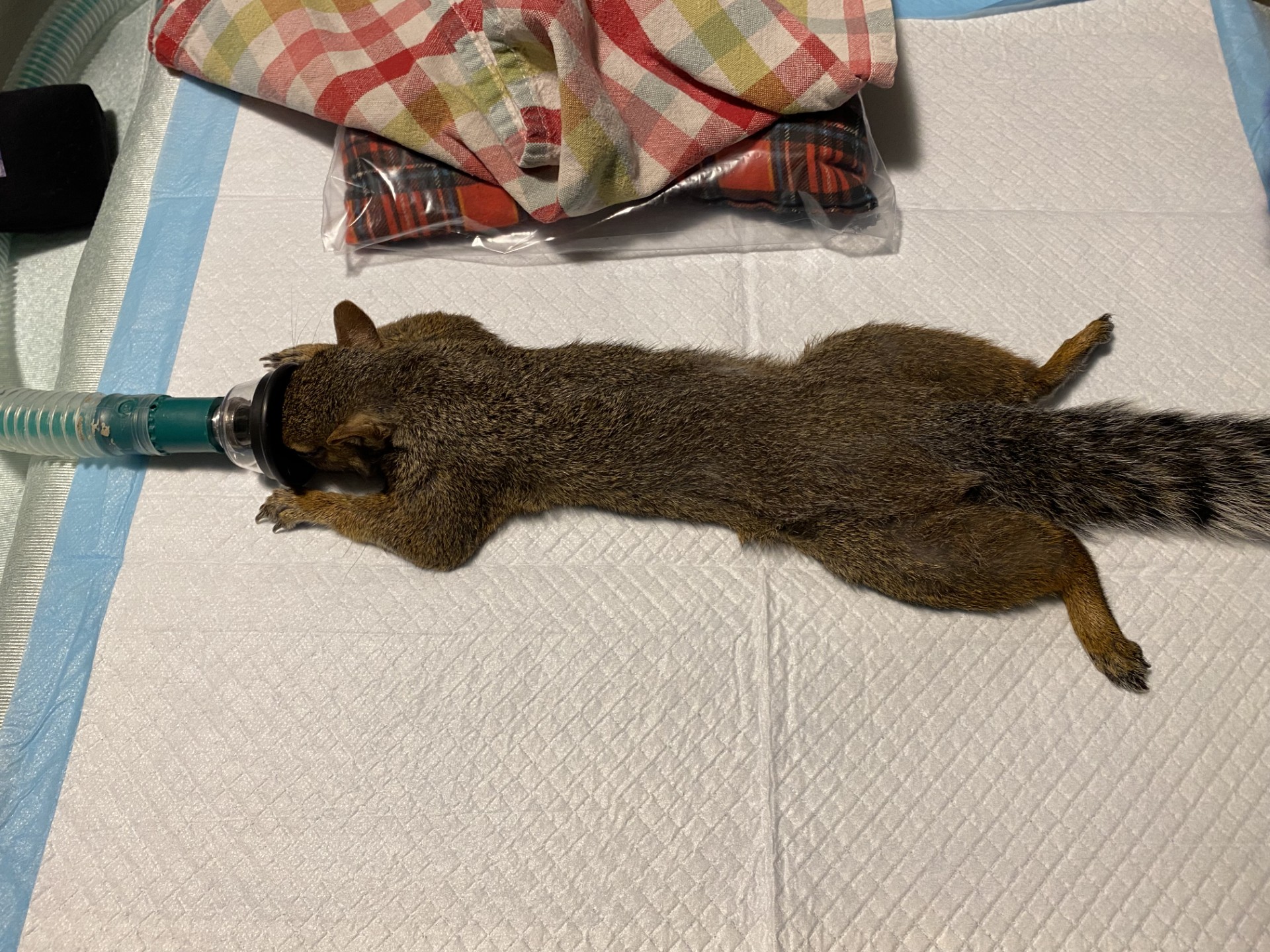 Squirrel anesthesized