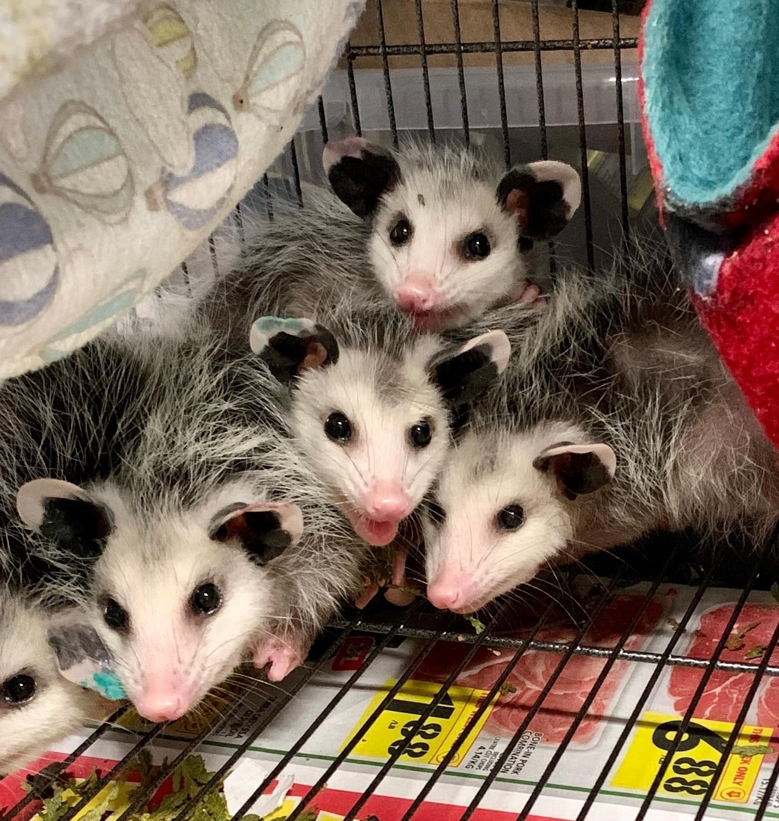 Baby opossums