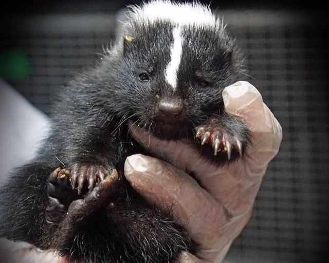 A small skunk sits calmly in the hands of a Procyon Wildlife worker